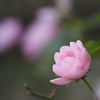 薔薇