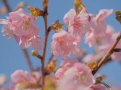 河津さくら