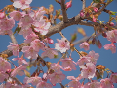 河津さくら