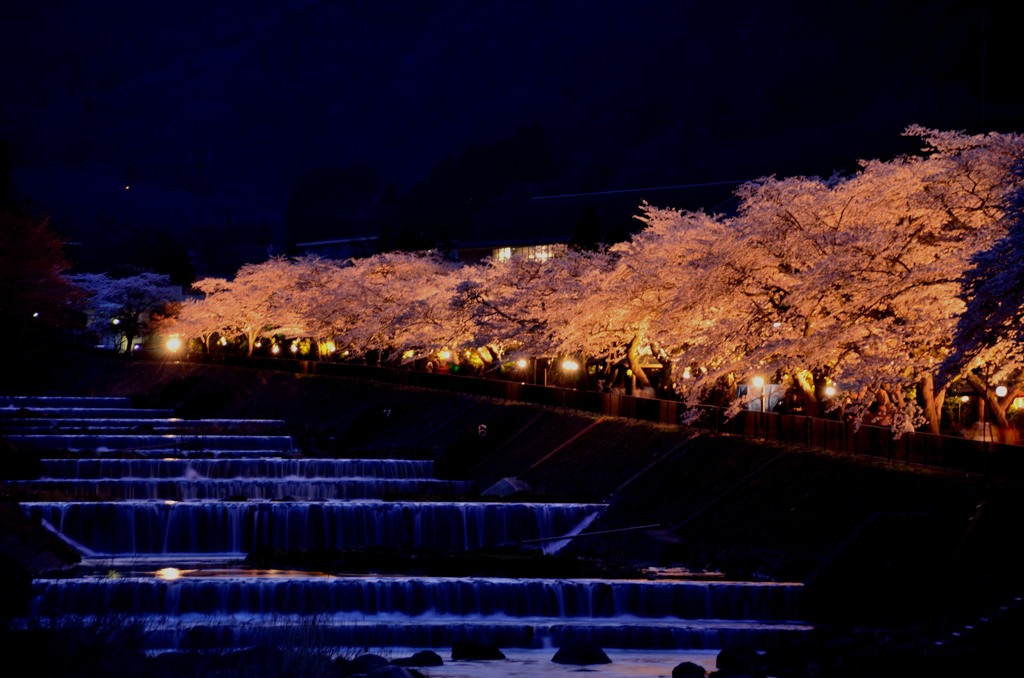 夜桜