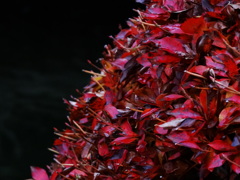 真っ赤な紅葉