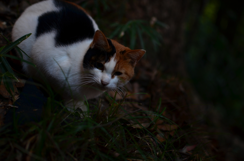 ねこ