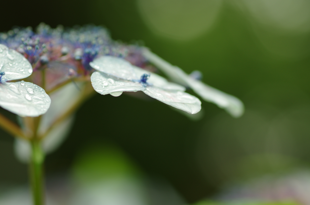 雨の日の紫陽花