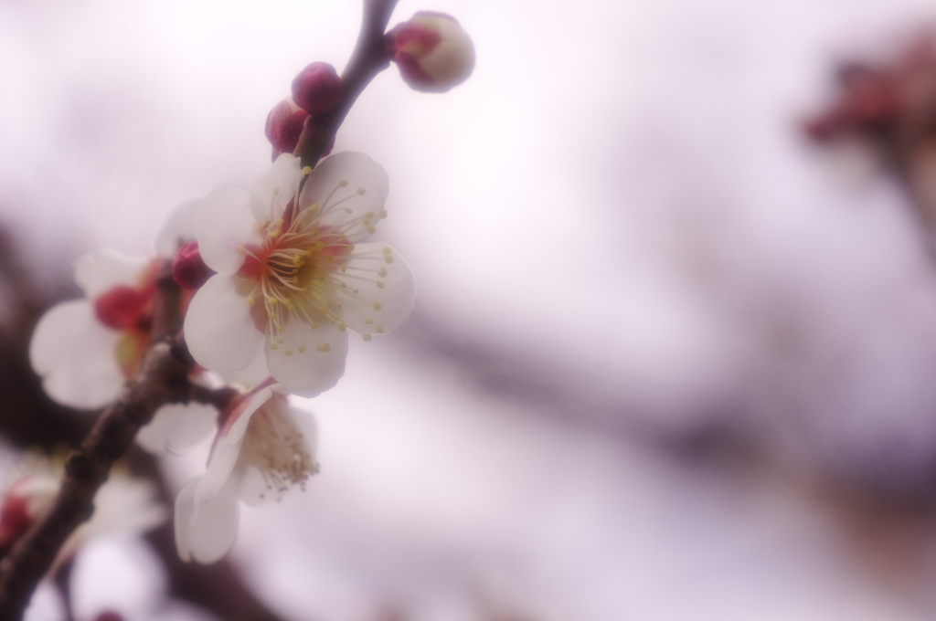 安定の5枚花弁