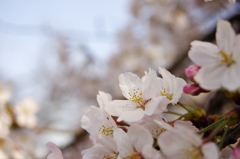 今年の桜色