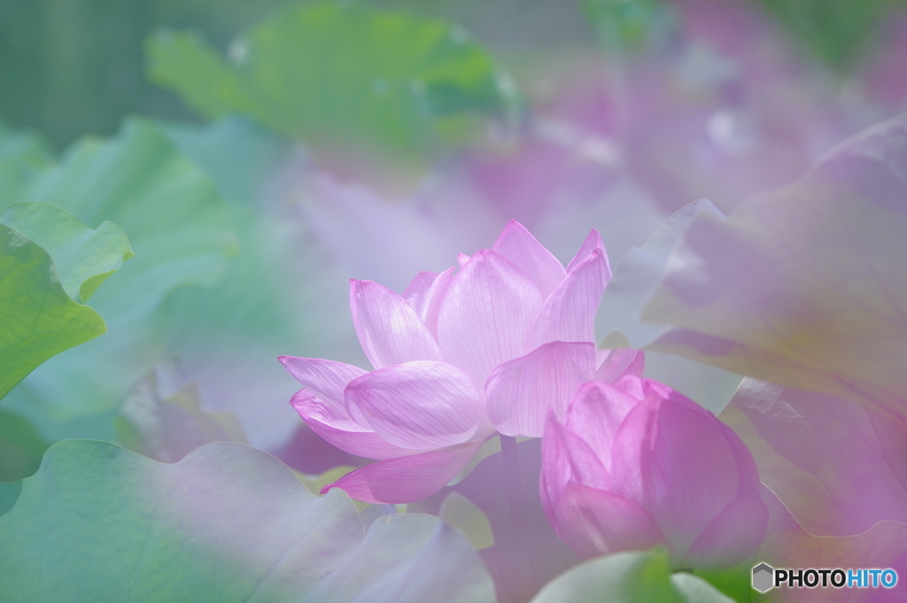 極楽