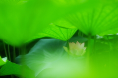 かくれんぼ