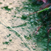 vanitas B-side "red"