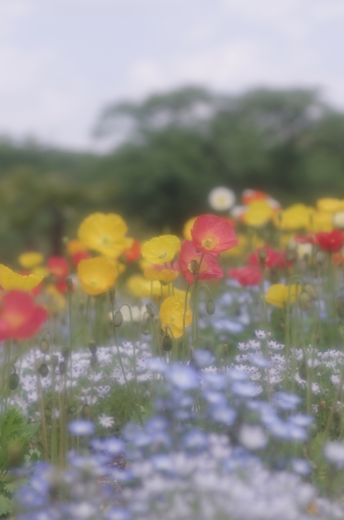 春花詰め合わせ
