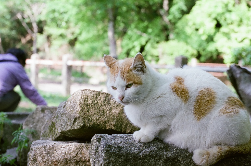 ひさしぶりにゃ。