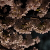 桜ライトアップ