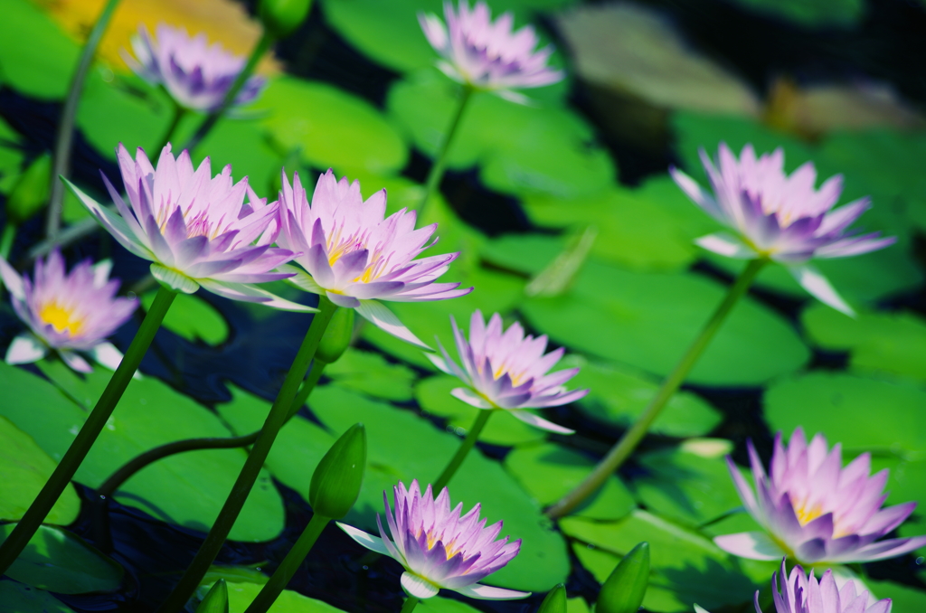 glasslily