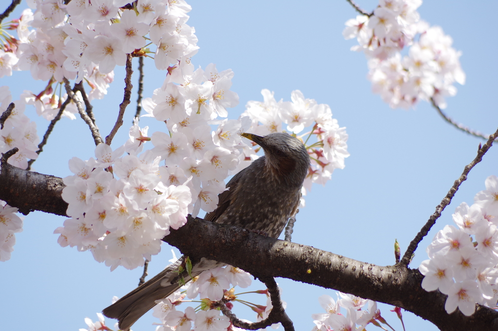 SAKURA　EATER