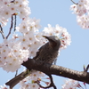 SAKURA　EATER