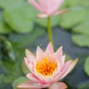睡蓮