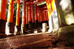 朱色の木漏れ日