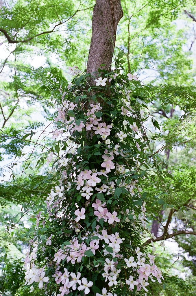 花柄タイツ