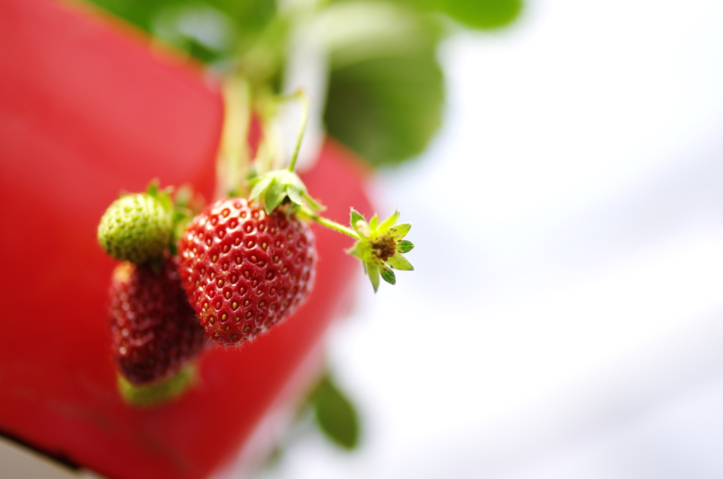 strawberry