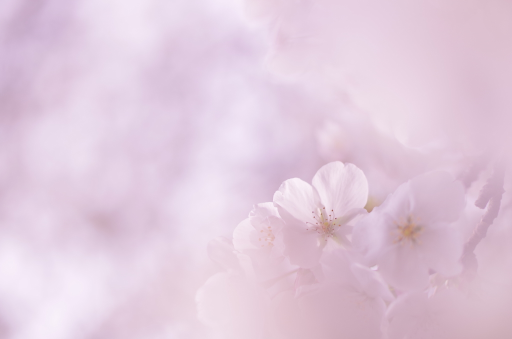 ふわり