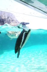 妖怪首千切れペンギン