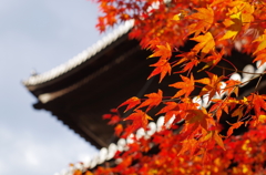 京都の紅葉