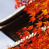 京都の紅葉