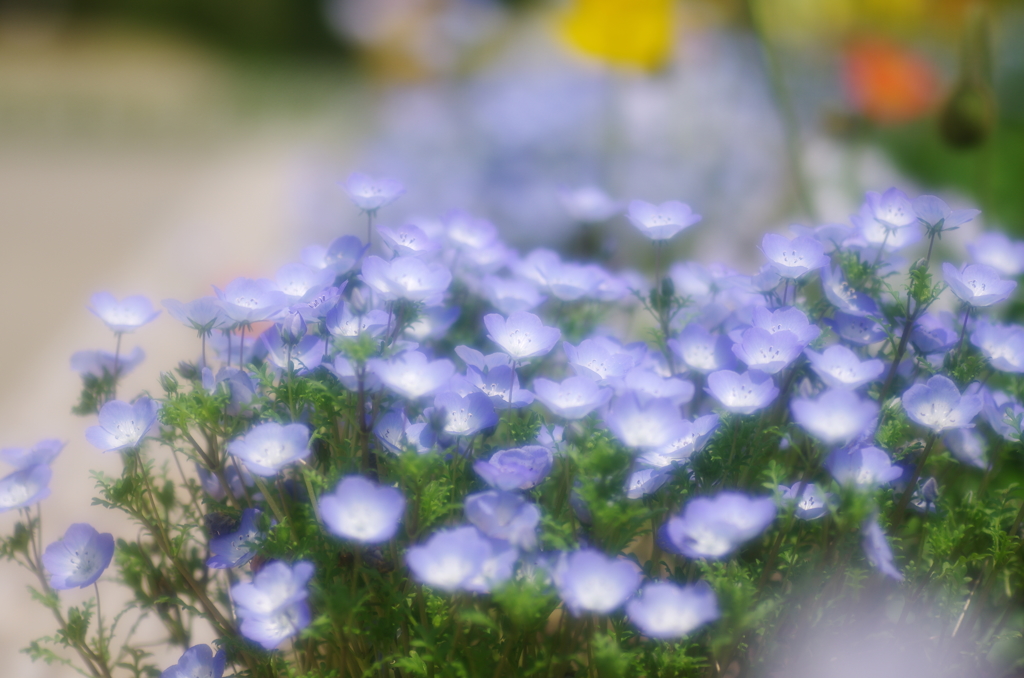 blue fairy