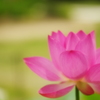 蓮ふわり