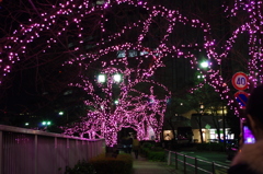 桜のイルミネーション