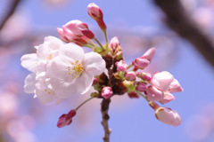 開花途中