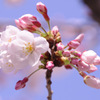 開花途中