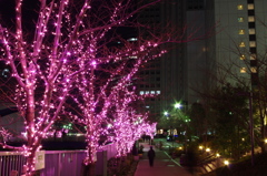 桜のイルミネーション
