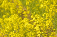 菜の花