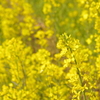 菜の花