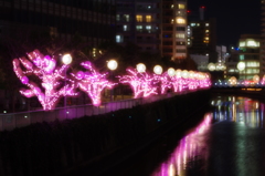 桜のイルミネーション