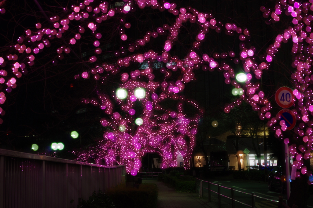 桜のイルミネーション