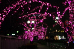 桜のイルミネーション