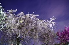 夜に漂う