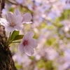 桜と新緑