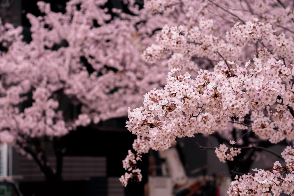 桜