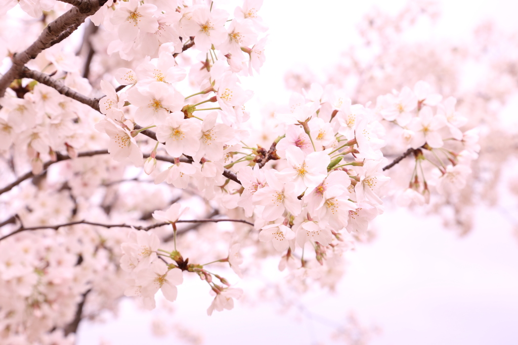 桜