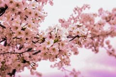 桜