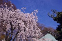 青空に伸びる