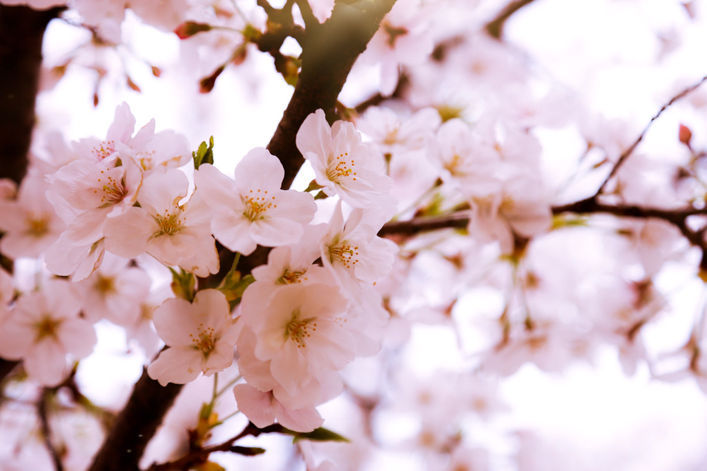 桜