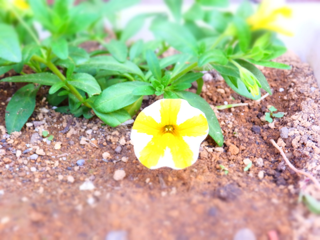 DSCF0299