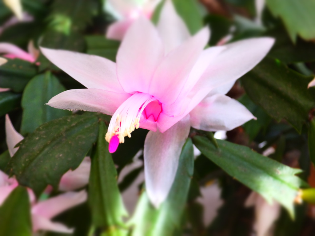 DSCF5021