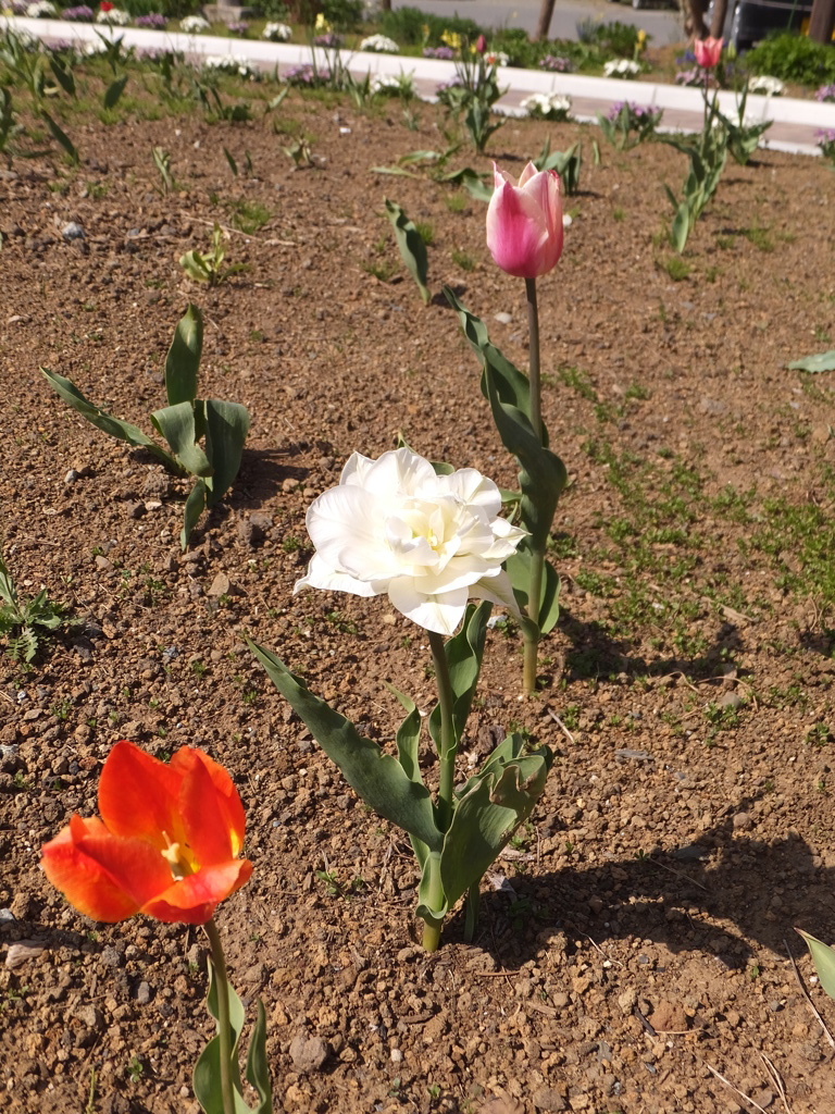 DSCF0161