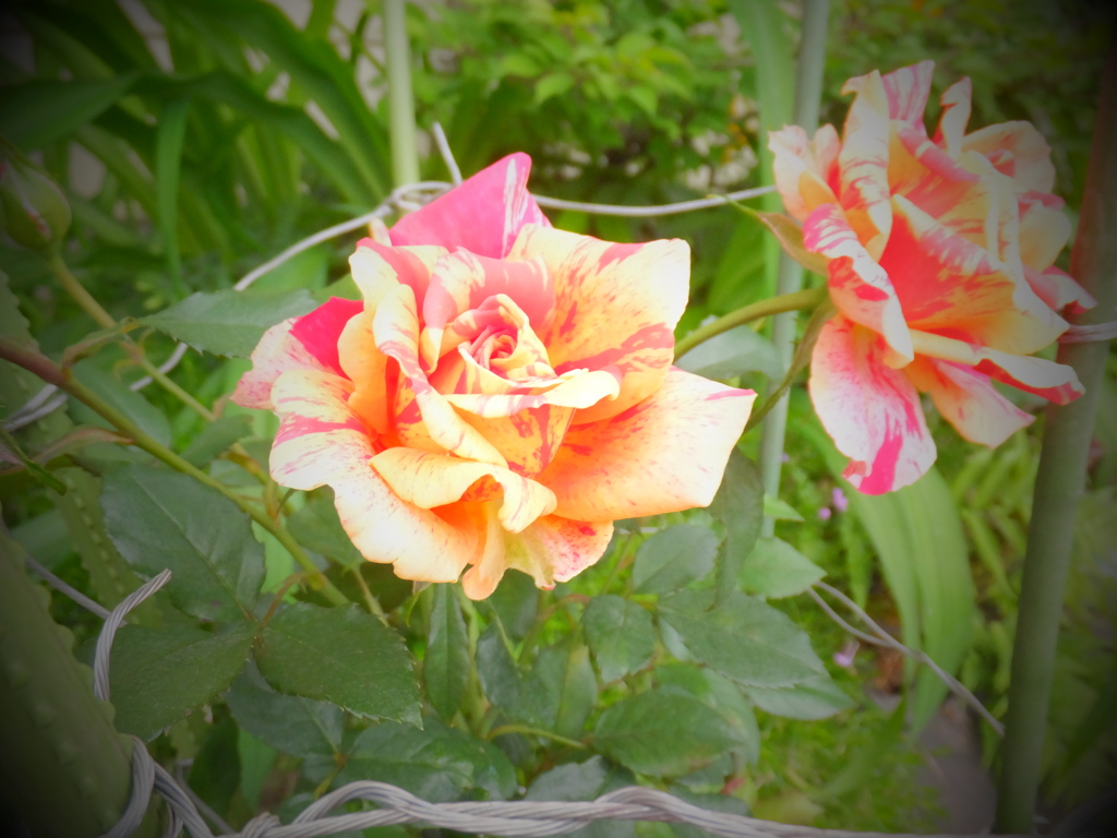 DSCF0315