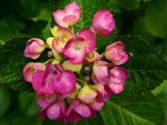 P5310857