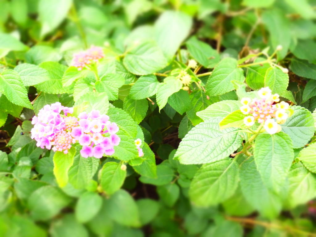 DSCF2437